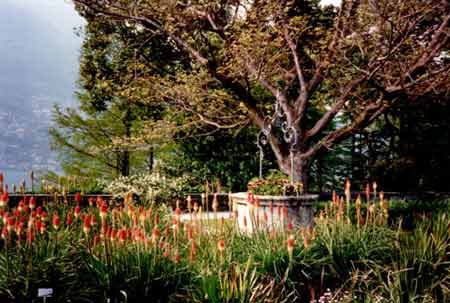 Der blühende Pflanzengarten auf der Brissago Insel nähe Ronco. Verbringen Sie einen sonnigen Tag auf diesen Inseln, geniessen den herrlichen Blumenduft und den atemberaubenden Ausblick auf den lago maggiore und die alpen