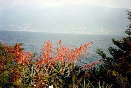 lago Maggiore Brissago Inseln: eine wahre Blütenpracht, im Hintergrund die mächtigen Alpen und dazwischen der See... Was will man mehr? Ein Ferienhaus mit Seeblick!