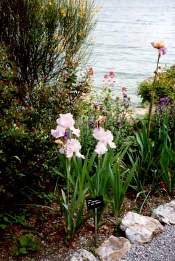 Orchideen am Ufer der Brissago Insel