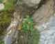 Dieses Pfl&auml;nzchen k&auml;mpft um seinen Platz in der Felsspalte - diese Pflanzen sind robust und nahezu unverw&uuml;stlich