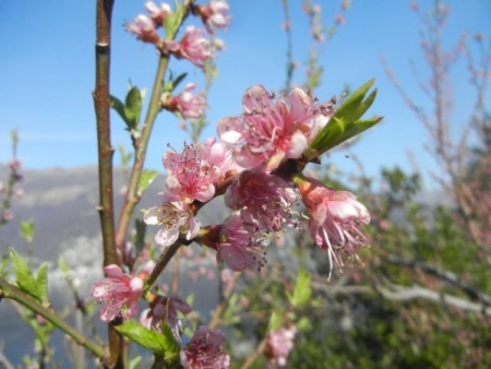 Pfirsichblüten