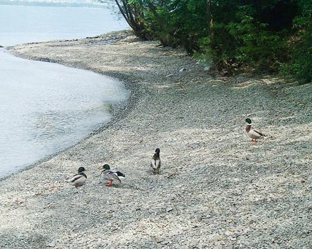 Strand in Zenna, Lago Maggiore