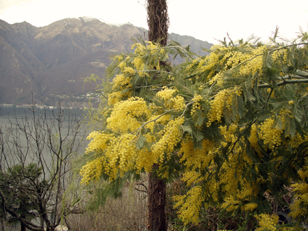 Mimose