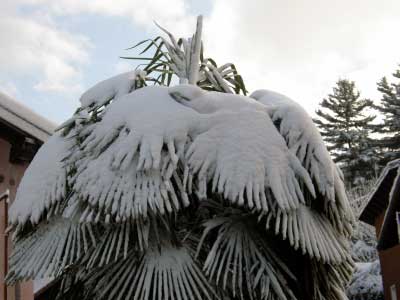 Palme mit Schnee