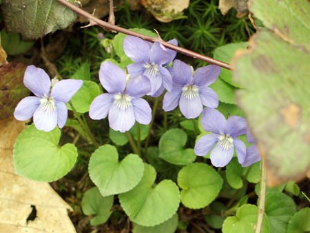 Frühling - Blumen