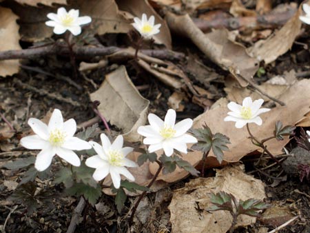 Früling am Lago Maggiore - Blumen