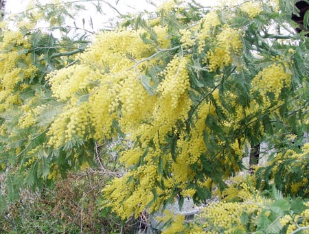 Mimosen am Lago Maggiore