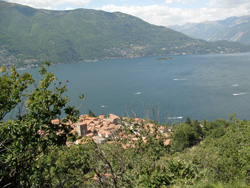Pino Lago Maggiore