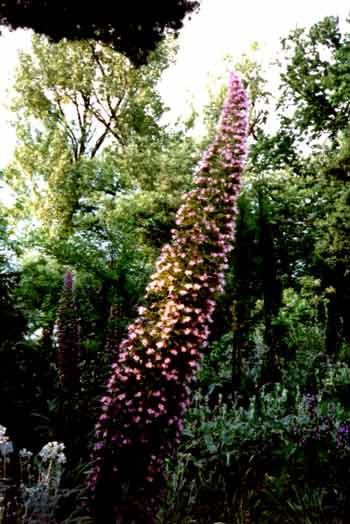  Exotische Riesenblüten