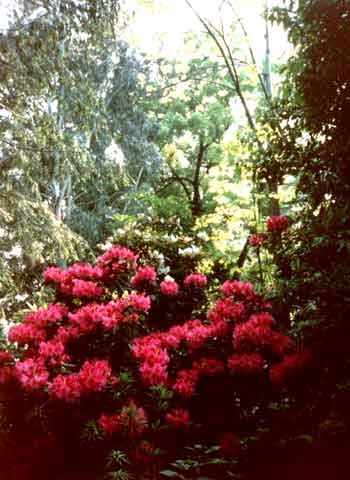 Phantastische Farben und Blumen überall auf den Brissago-Inseln