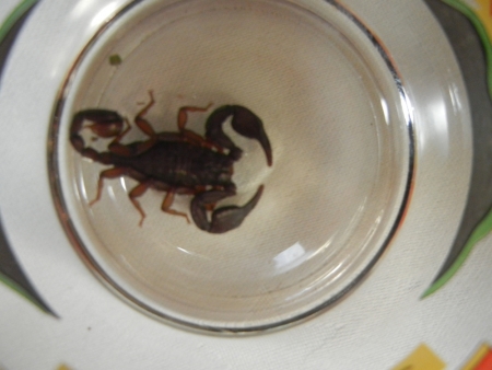 Skorpion im Glas